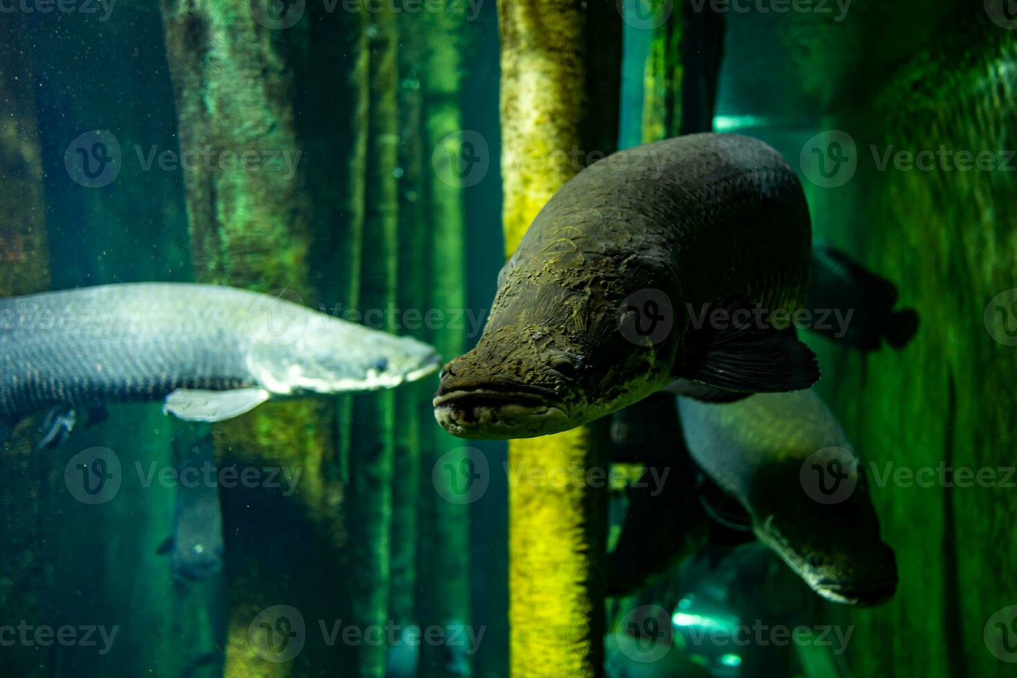 little fish animal swimming in the aquarium of the zoo of Zaragoza in Spain on a dark background photo