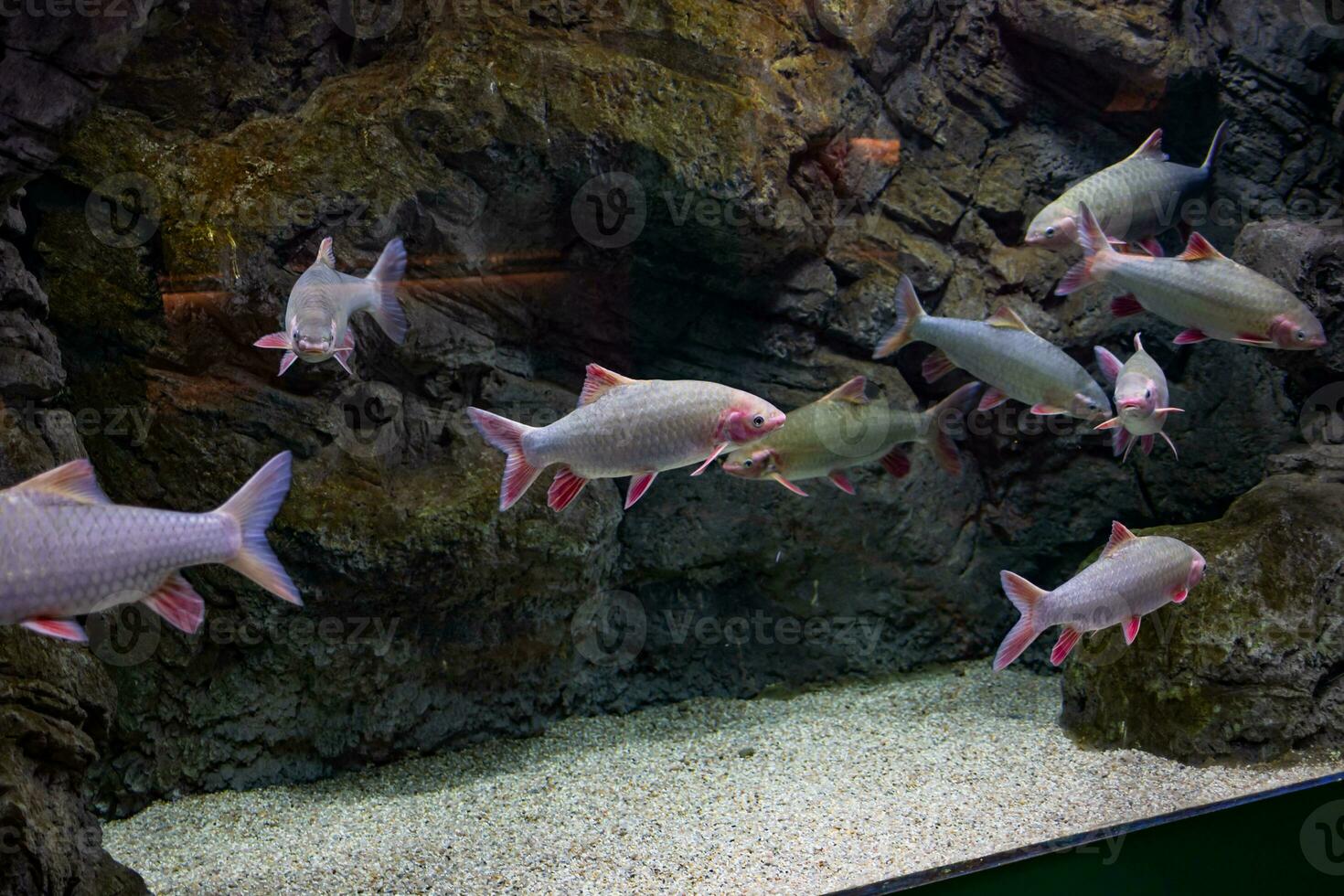 little fish animal swimming in the aquarium of the zoo of Zaragoza in Spain on a dark background photo