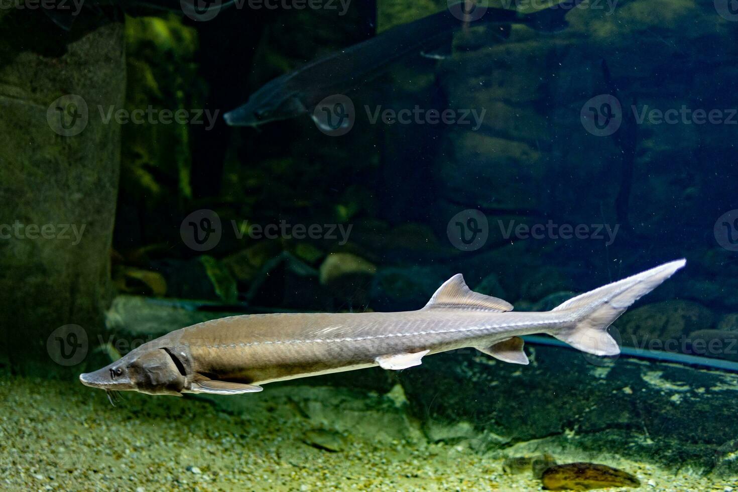 little fish animal swimming in the aquarium of the zoo of Zaragoza in Spain on a dark background photo