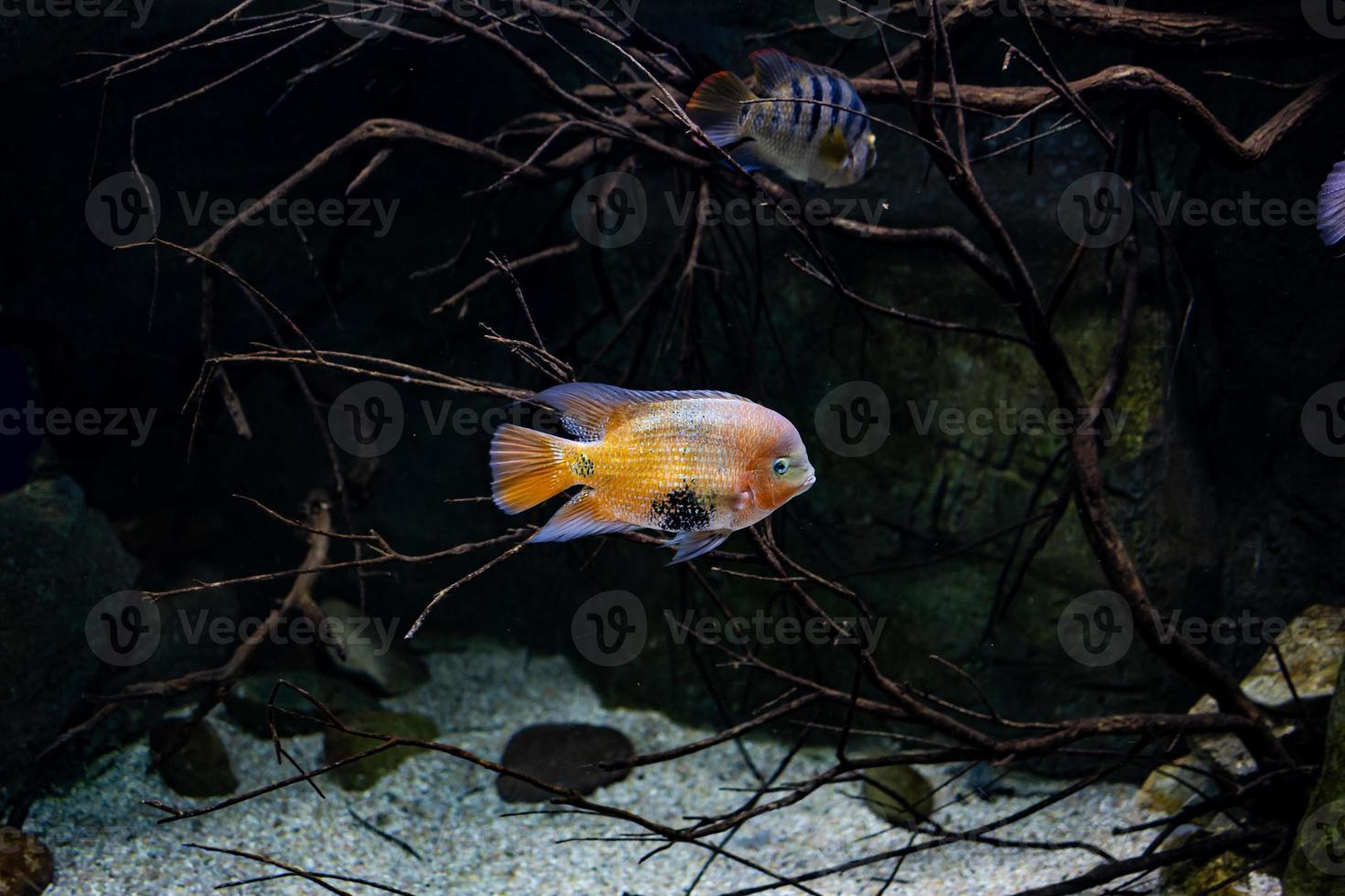 little fish animal swimming in the aquarium of the zoo of Zaragoza in Spain on a dark background photo