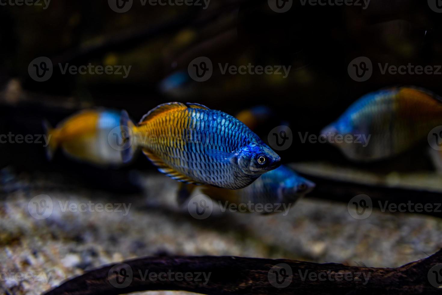 little fish animal swimming in the aquarium of the zoo of Zaragoza in Spain on a dark background photo