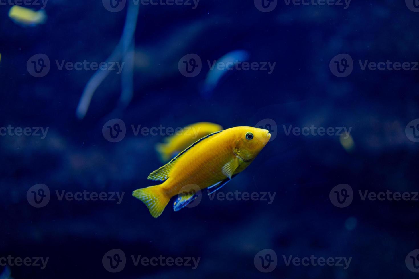 little fish animal swimming in the aquarium of the zoo of Zaragoza in Spain on a dark background photo