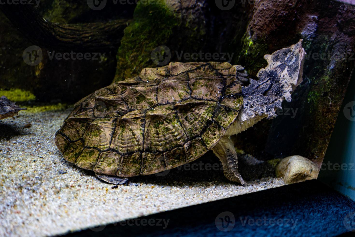 animal reptile turtle swimming in a zoo aquarium in close-up photo