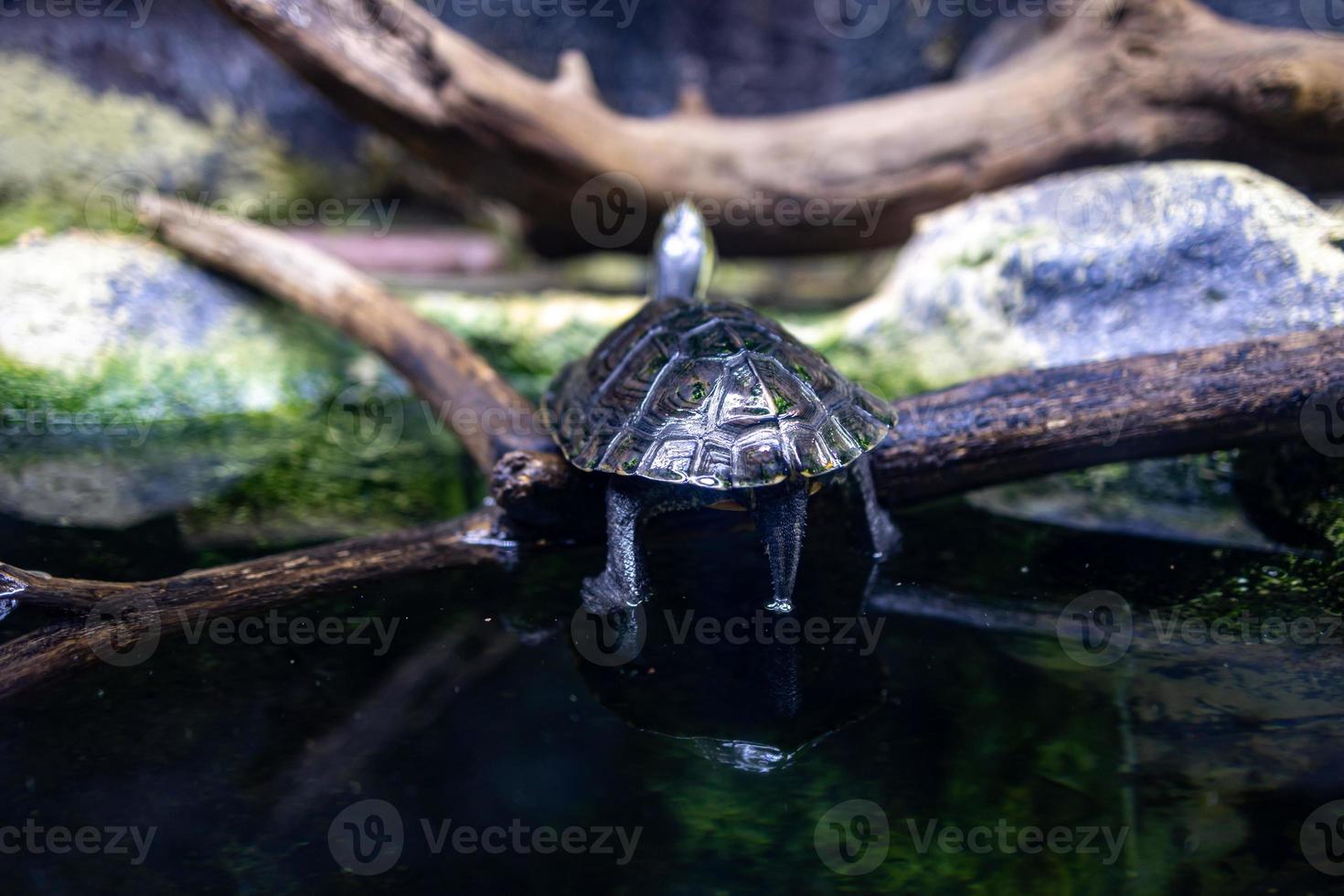 animal reptile turtle swimming in a zoo aquarium in close-up photo