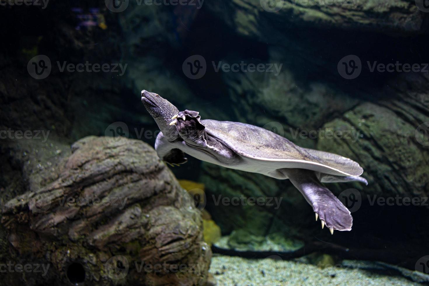 animal reptile turtle swimming in a zoo aquarium in close-up photo