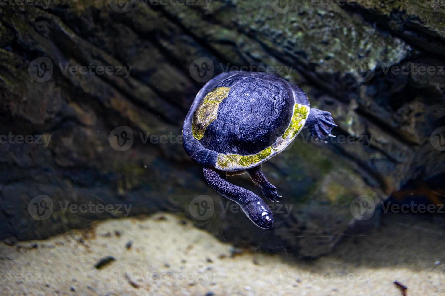 animal reptil Tortuga nadando en un zoo acuario en de cerca foto