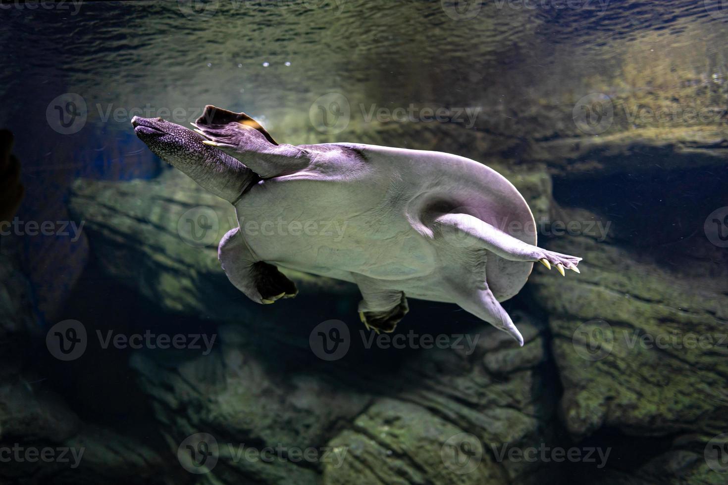 animal reptile turtle swimming in a zoo aquarium in close-up photo