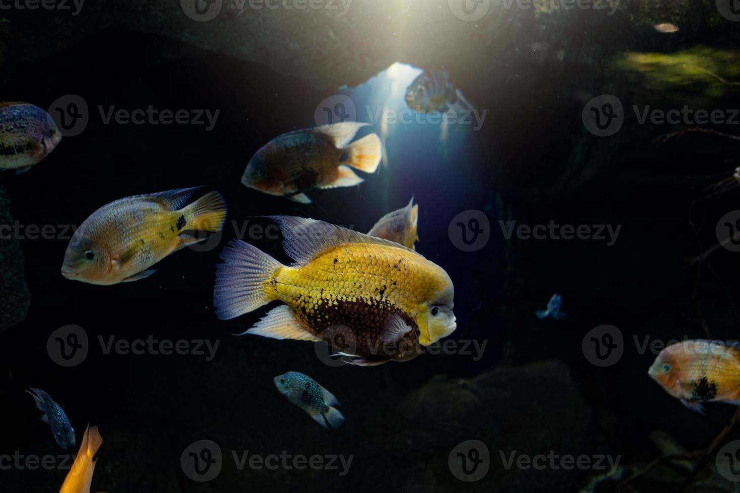 little fish animal swimming in the aquarium of the zoo of Zaragoza in Spain on a dark background photo