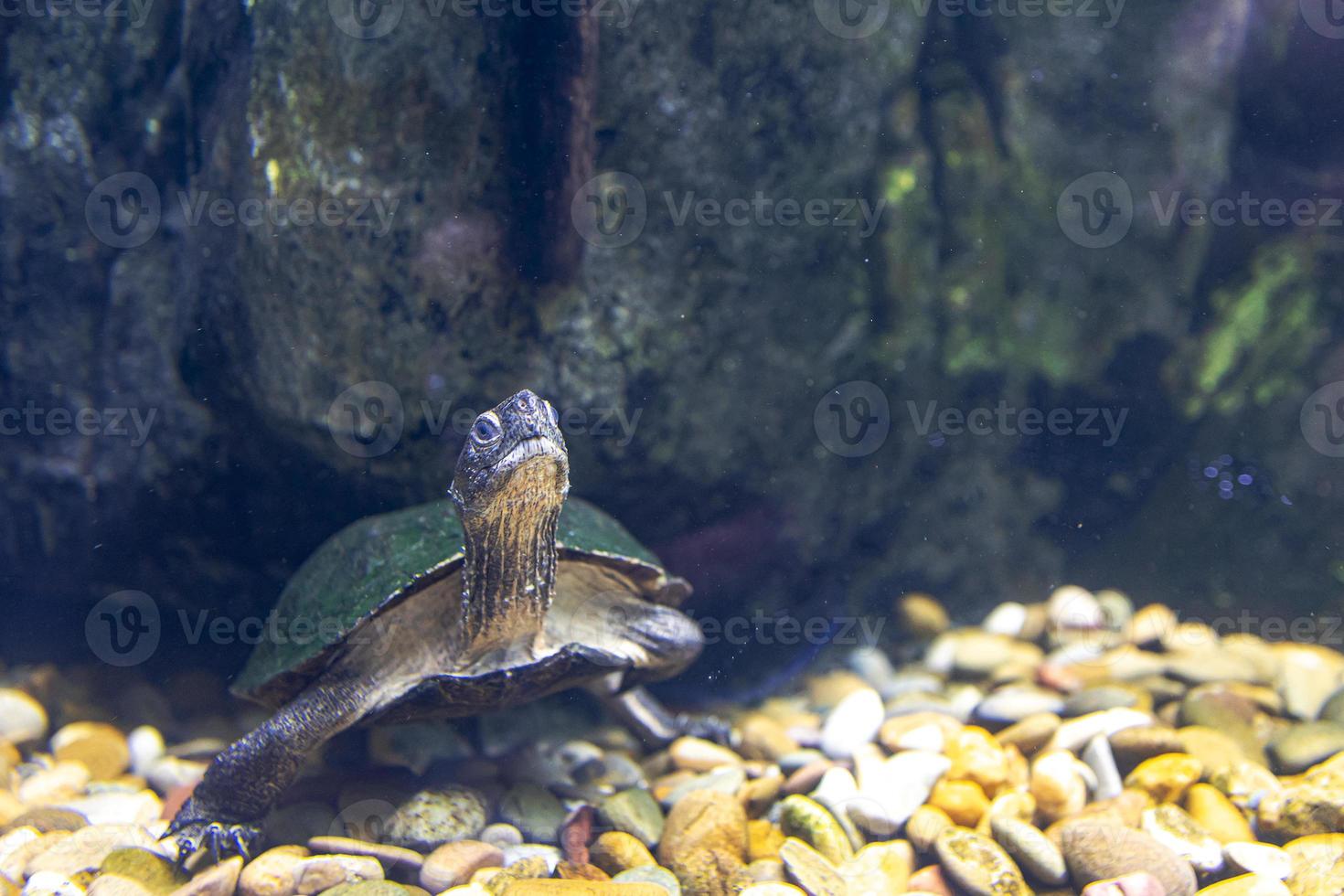 animal reptile turtle swimming in a zoo aquarium in close-up photo