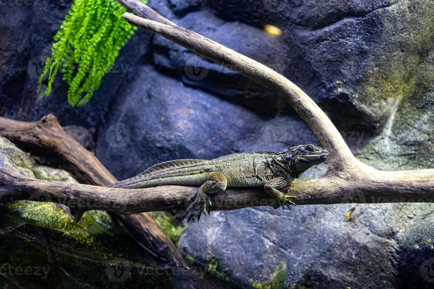 portrait of a reptile lizard sitting on a tree branch photo