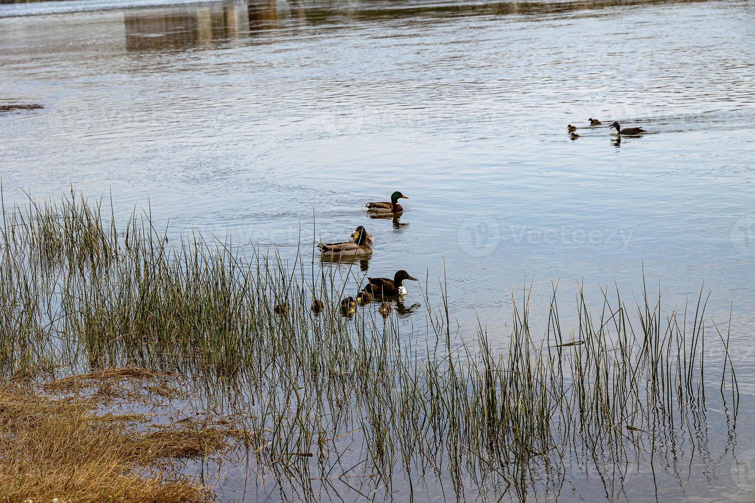 ducks with ducklings swimming on the Ebro River in Spain on a spring day photo