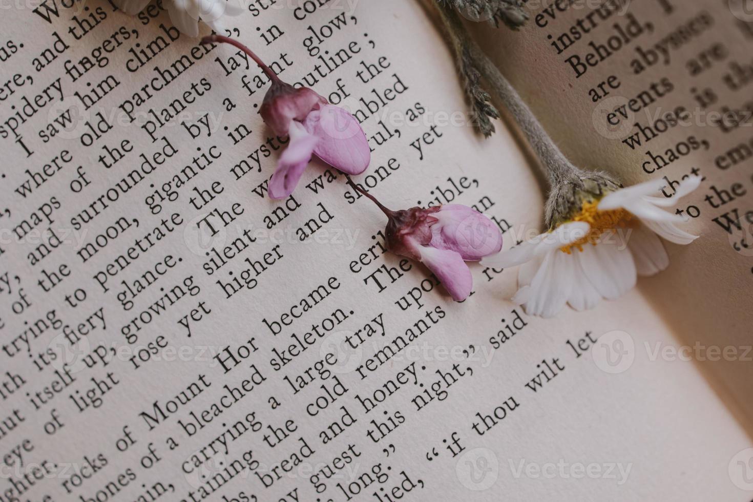 beautiful little spring flower daisy chamomile on the background of the old book photo