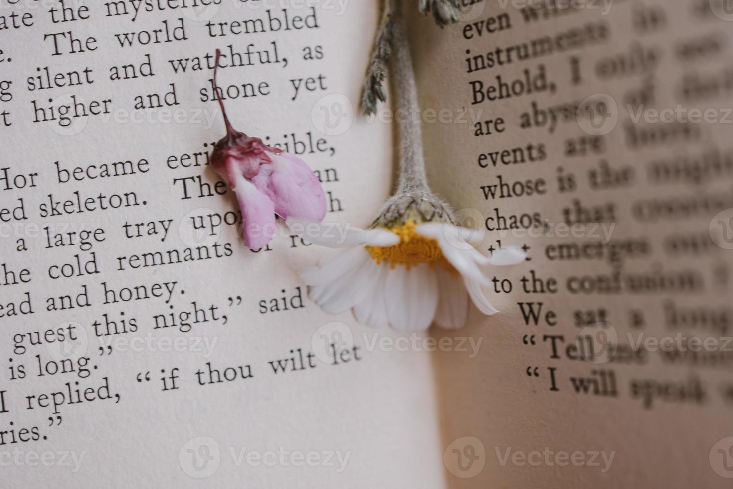 hermosa pequeño primavera flor margarita manzanilla en el antecedentes de el antiguo libro foto