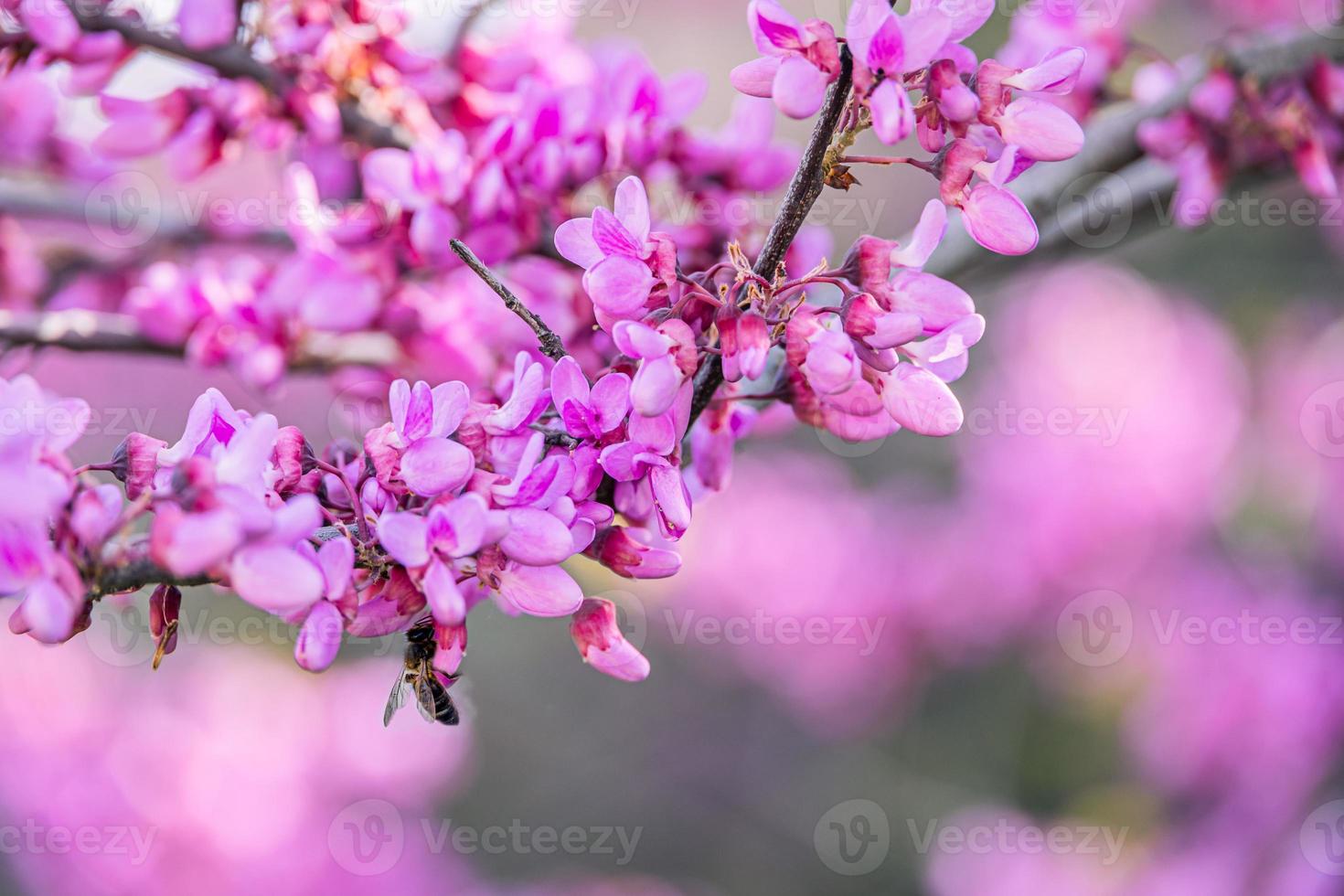 beautiful violet blooming Jacaranda tree on a warm spring day in Spain photo