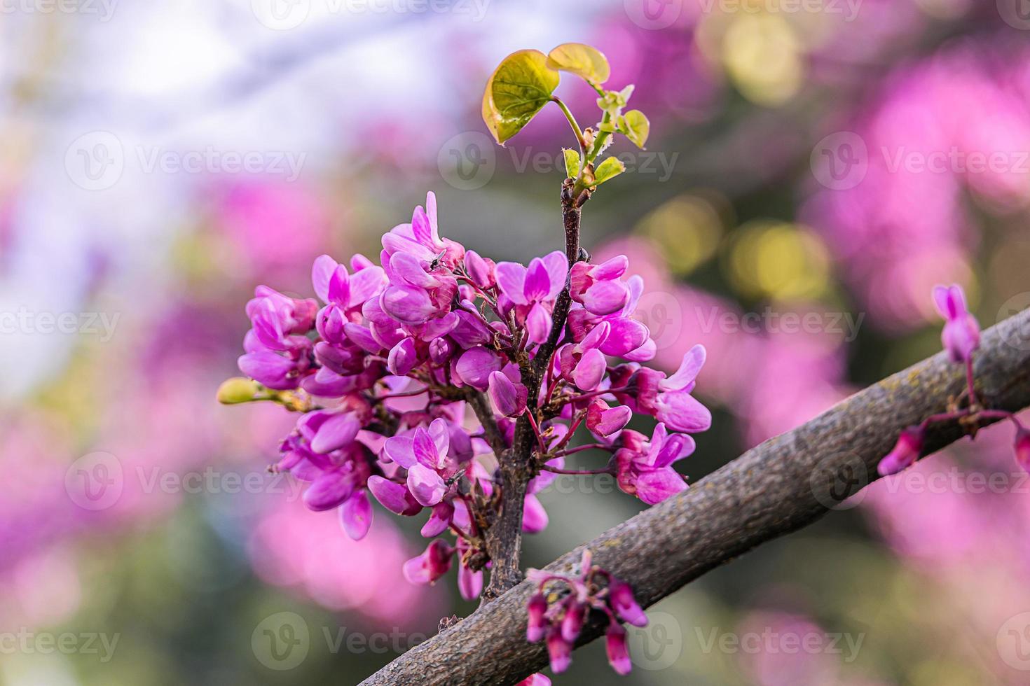 hermosa Violeta floreciente jacarandá árbol en un calentar primavera día en España foto