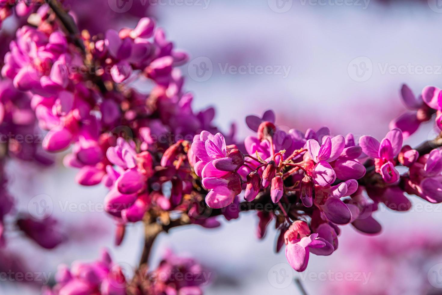 beautiful violet blooming Jacaranda tree on a warm spring day in Spain photo