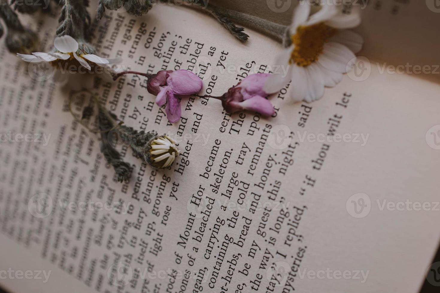 beautiful little spring flower daisy chamomile on the background of the old book photo