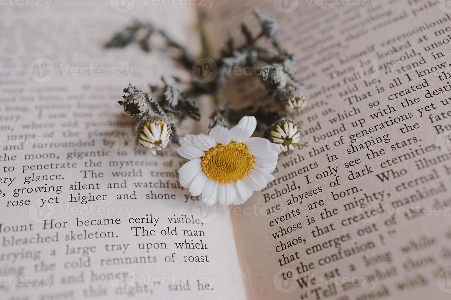 close-up beautiful little spring flower daisy chamomile on the background of the old book photo