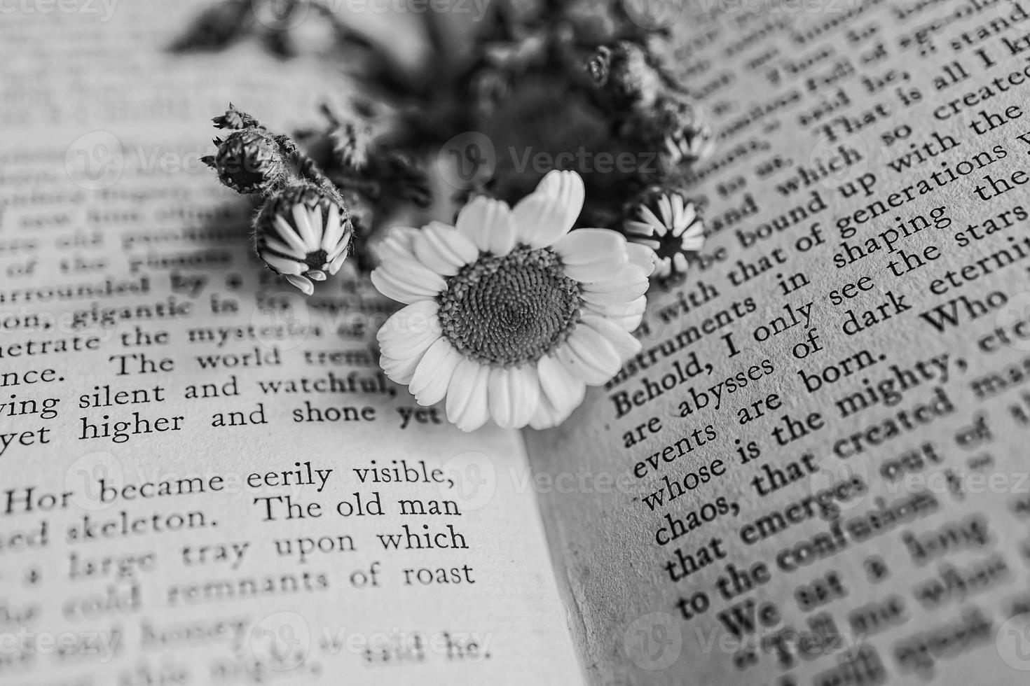 de cerca hermosa pequeño primavera flor margarita manzanilla en el antecedentes de el antiguo libro foto