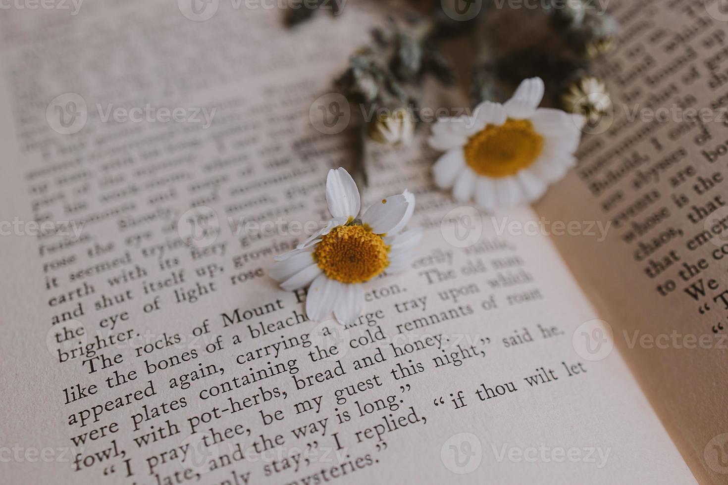 close-up beautiful little spring flower daisy chamomile on the background of the old book photo