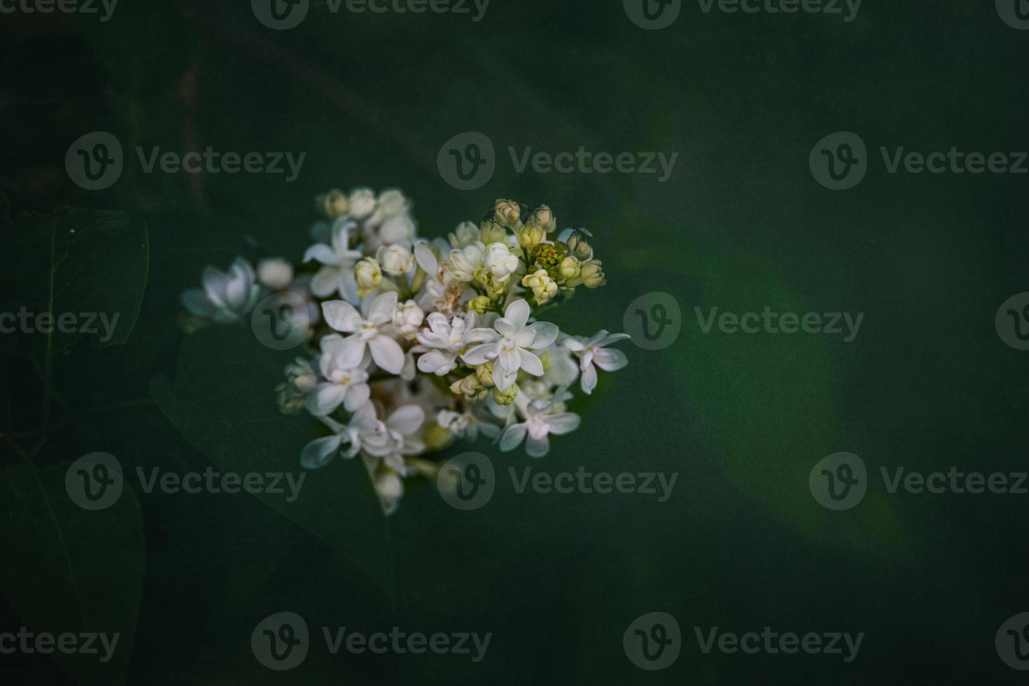 white lilac flower on a background of green leaves on a warm spring day photo