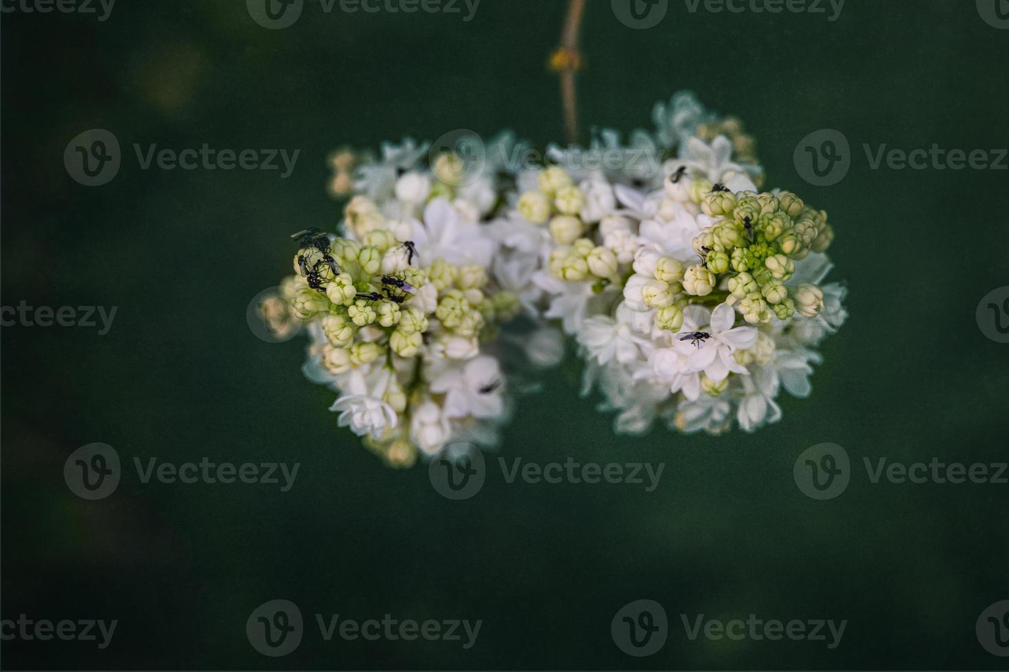 white lilac flower on a background of green leaves on a warm spring day photo
