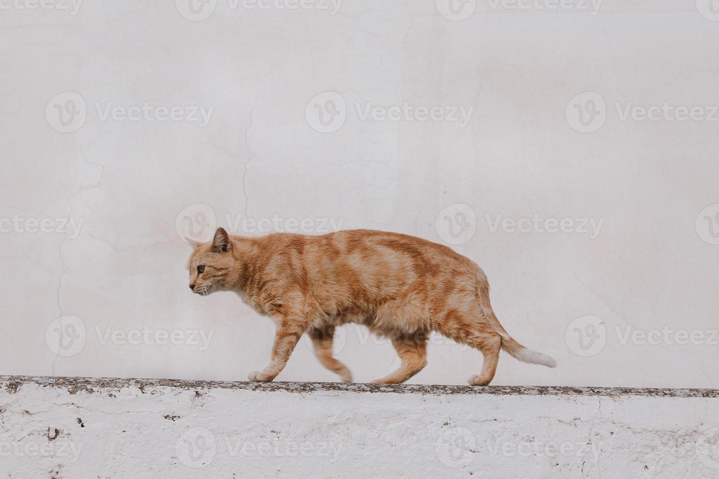 adulto gato en un ligero antecedentes de un ladrillo casa fuera de foto