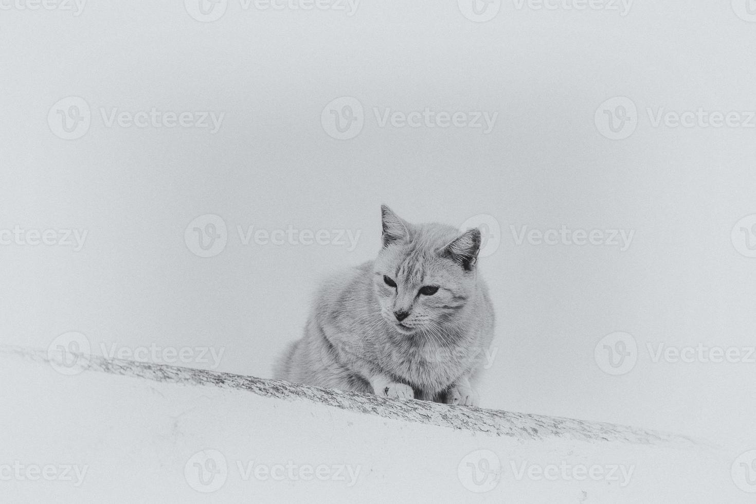 adult cat on a light background of a brick house outside photo
