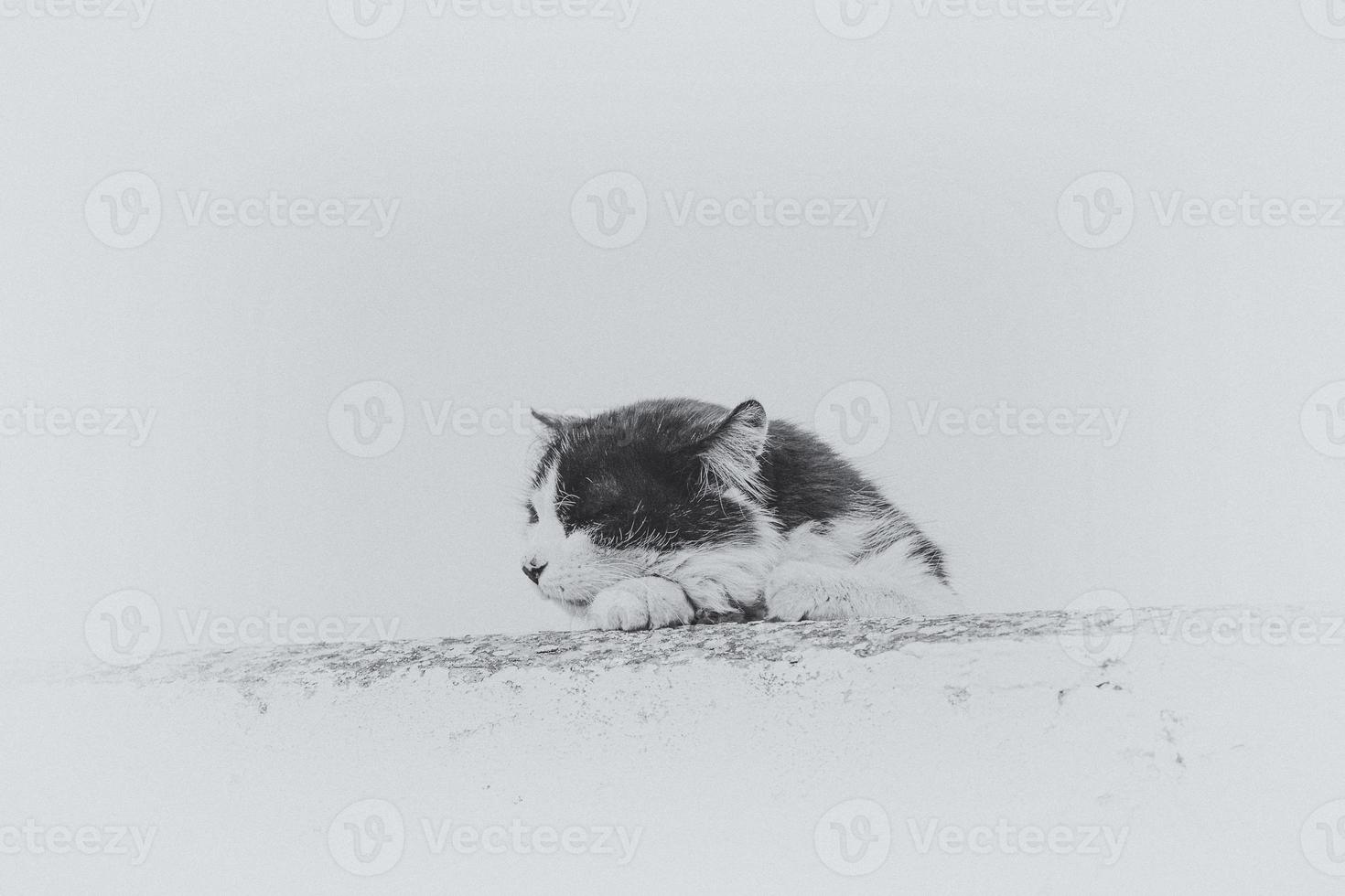 adult cat on a light background of a brick house outside photo