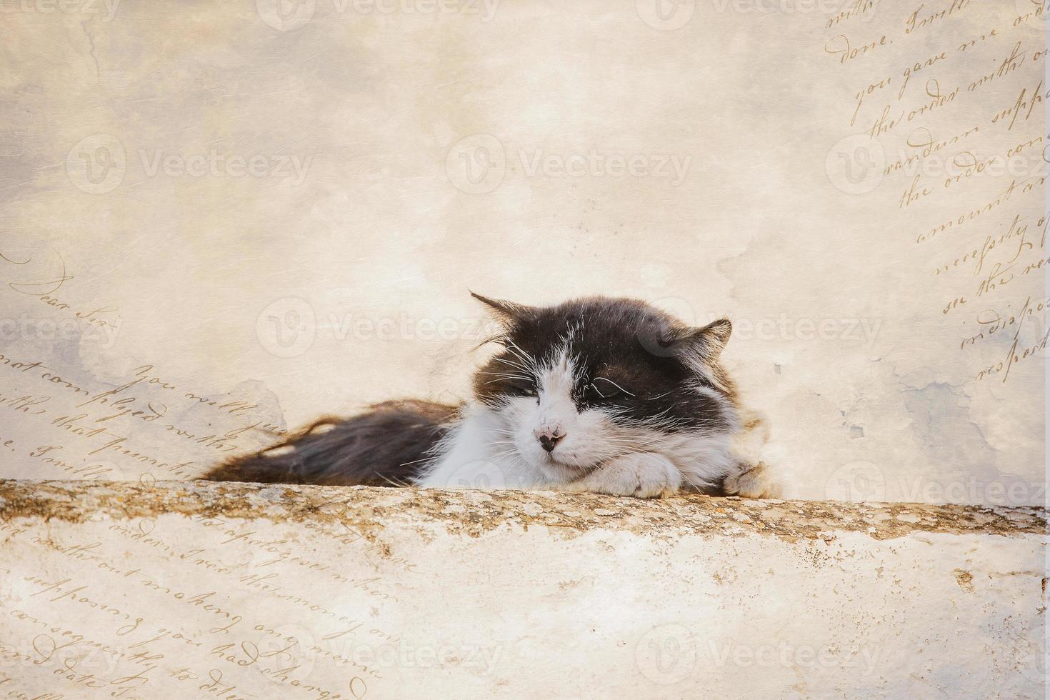 adult cat on a light background of a brick house outside photo