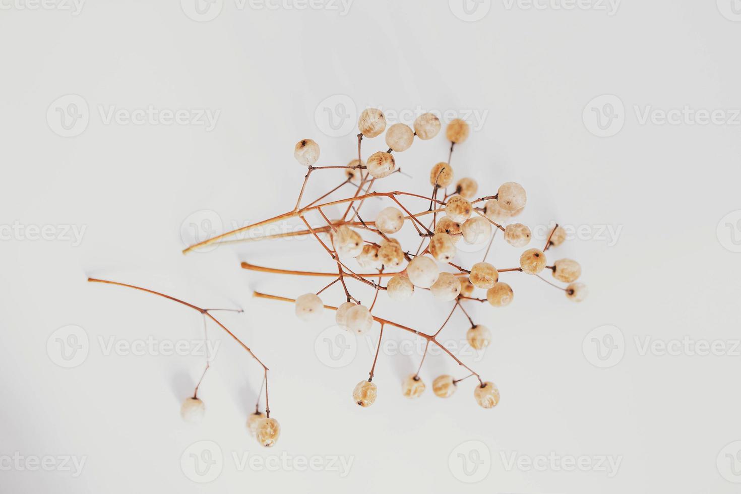 original exotic autumn tree seeds on a light background photo