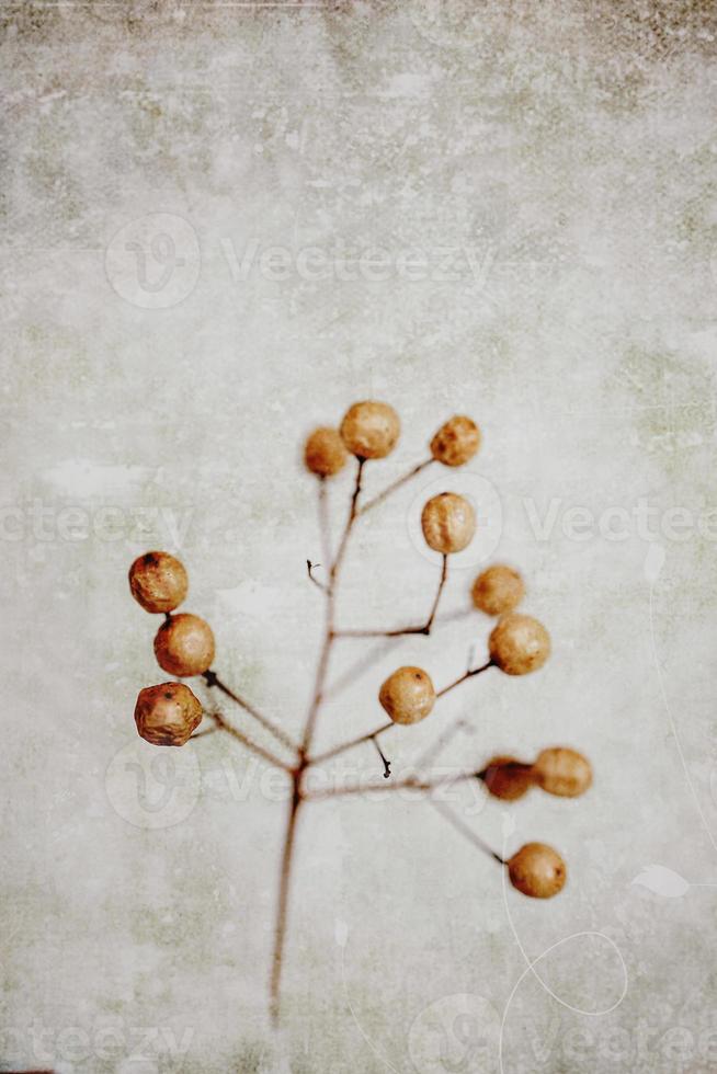 original exotic autumn tree seeds on a light background photo