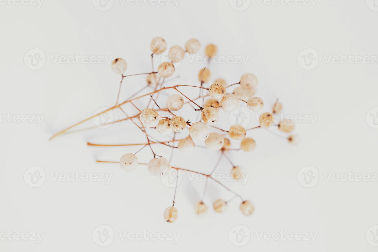 original exotic autumn tree seeds on a light background photo