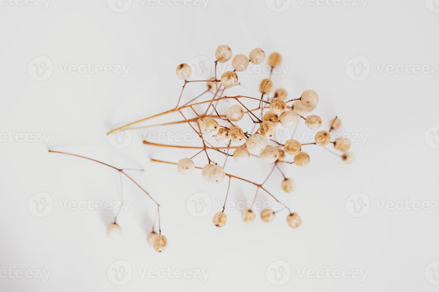 original exotic autumn tree seeds on a light background photo