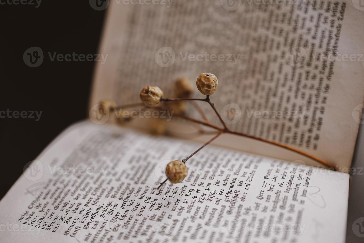 ruit of Melia on the background of the old book. Closeup. Background. vintage photo