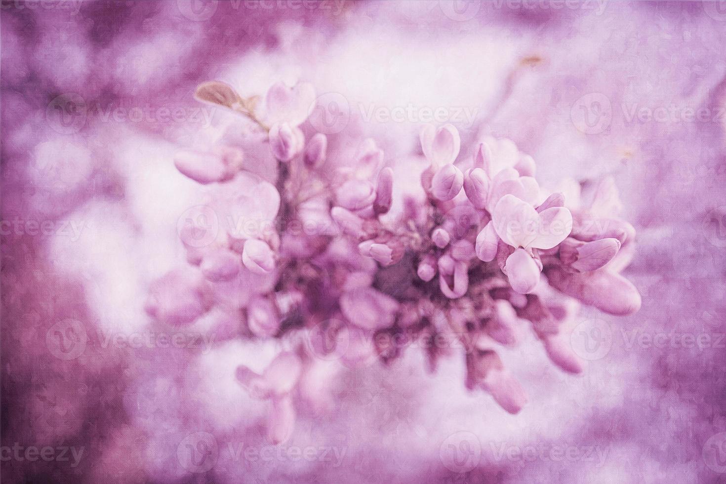 beautiful violet blooming Jacaranda tree on a warm spring day in Spain photo