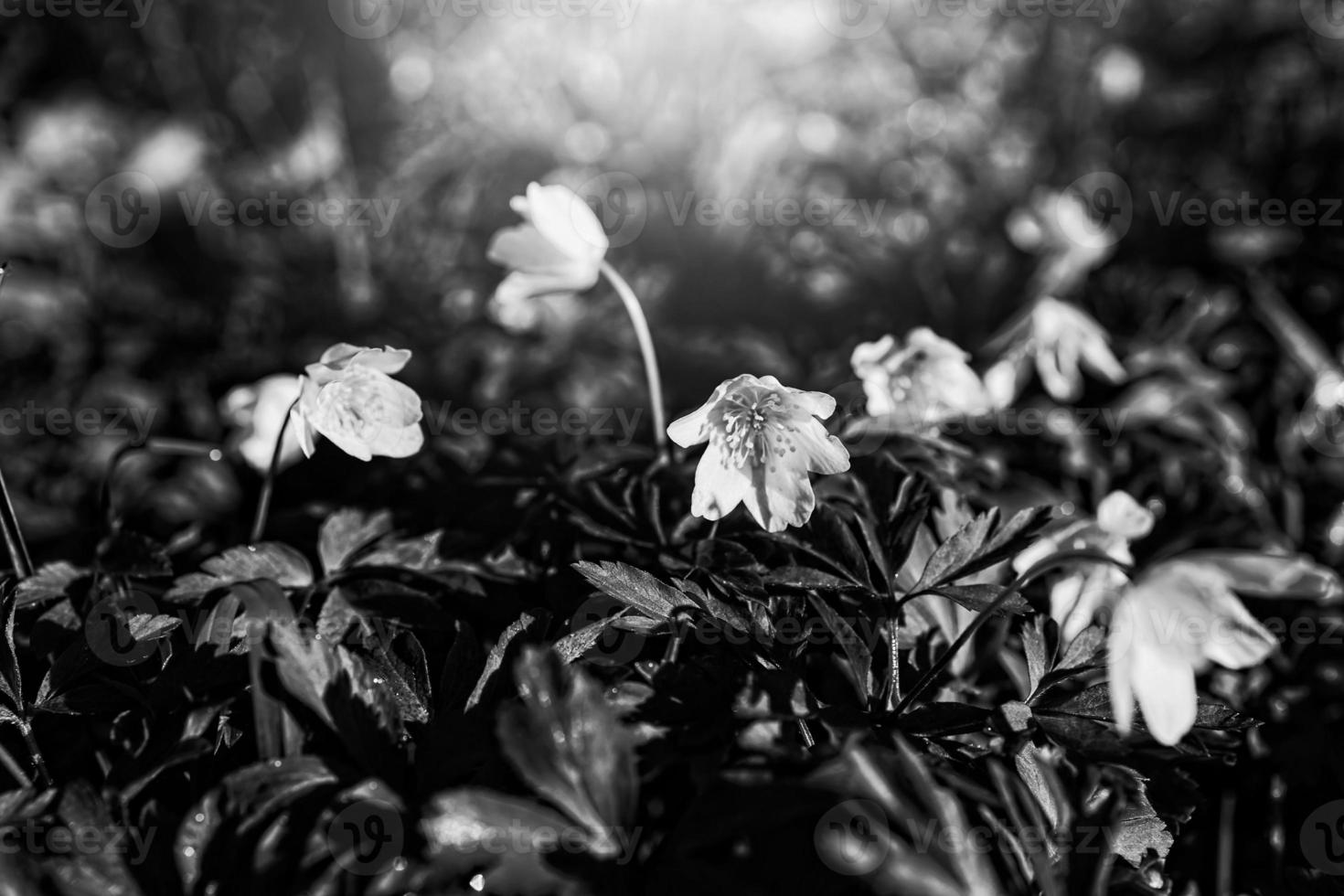 delicate white anemones among green leaves on a warm spring day in the forest photo