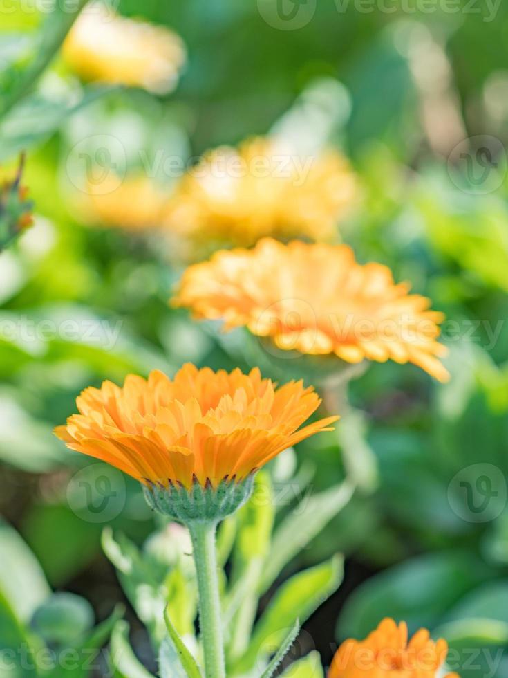 The orange daisy like flowers of calendula on a sunny day in spring. photo