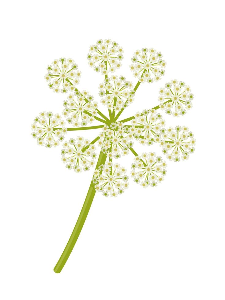 Vector illustration, Norwegian angelica or Angelica archangelica, isolated on white background.