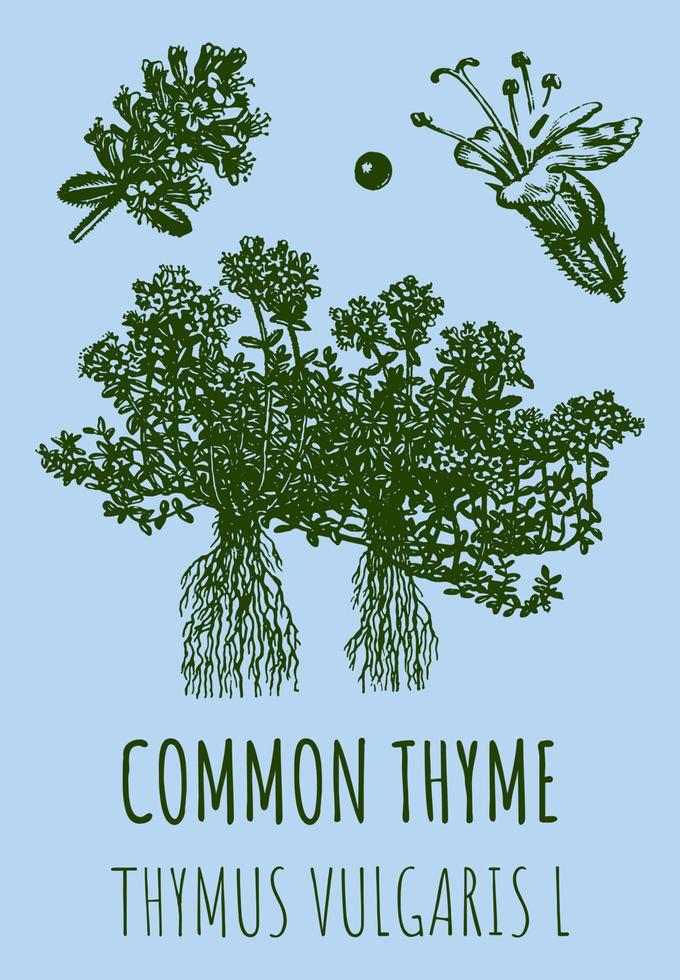 Vector drawings of COMMON THYME. Hand drawn illustration. Latin name Leonurus THYMUS VULGARIS L.