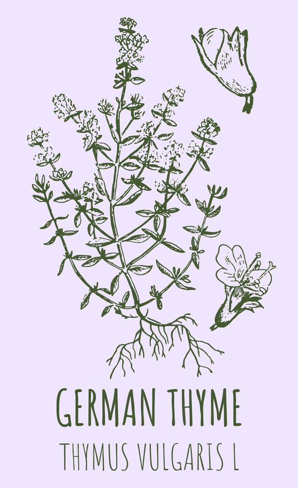 Vector drawings of COMMON THYME. Hand drawn illustration. Latin name Leonurus THYMUS VULGARIS L.