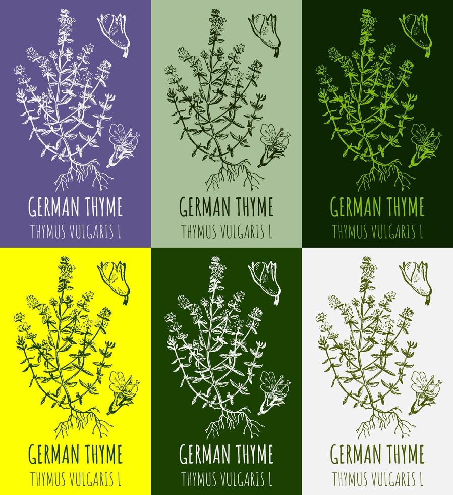 Set of vector drawings COMMON THYME in different colors. Hand drawn illustration. Latin name THYMUS VULGARIS L.
