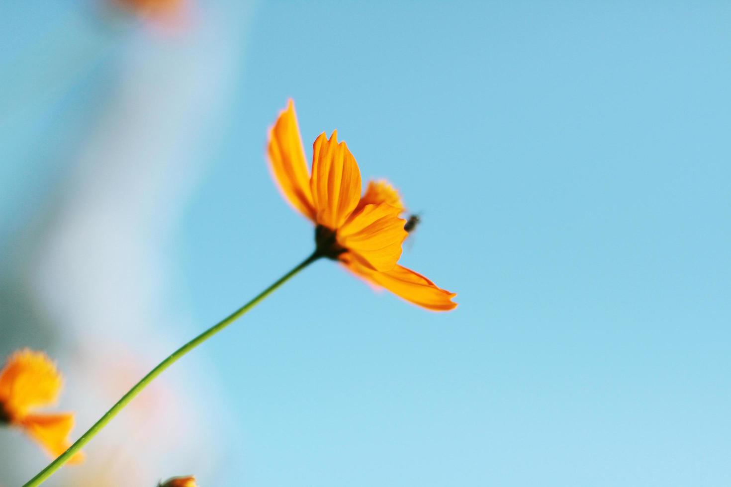 Beautiful yellow cosmos flowers, Yellow flower of Mexican Diasy with bee in sunlight and blu sky at garden photo