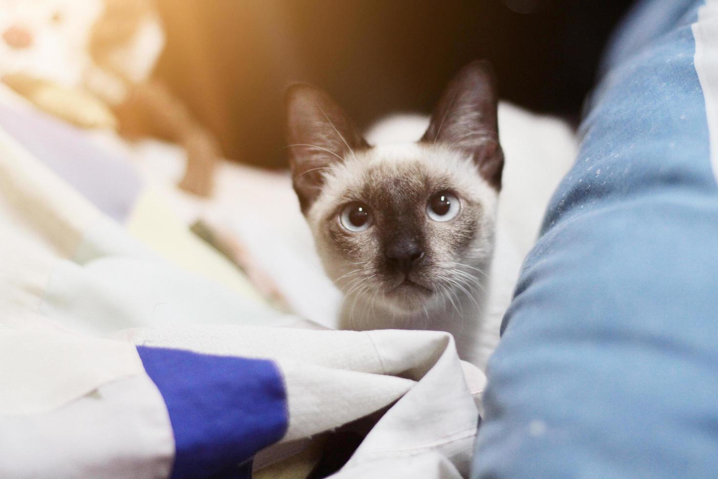 Siamese cat sitting and enjoy on colorful Cushions photo