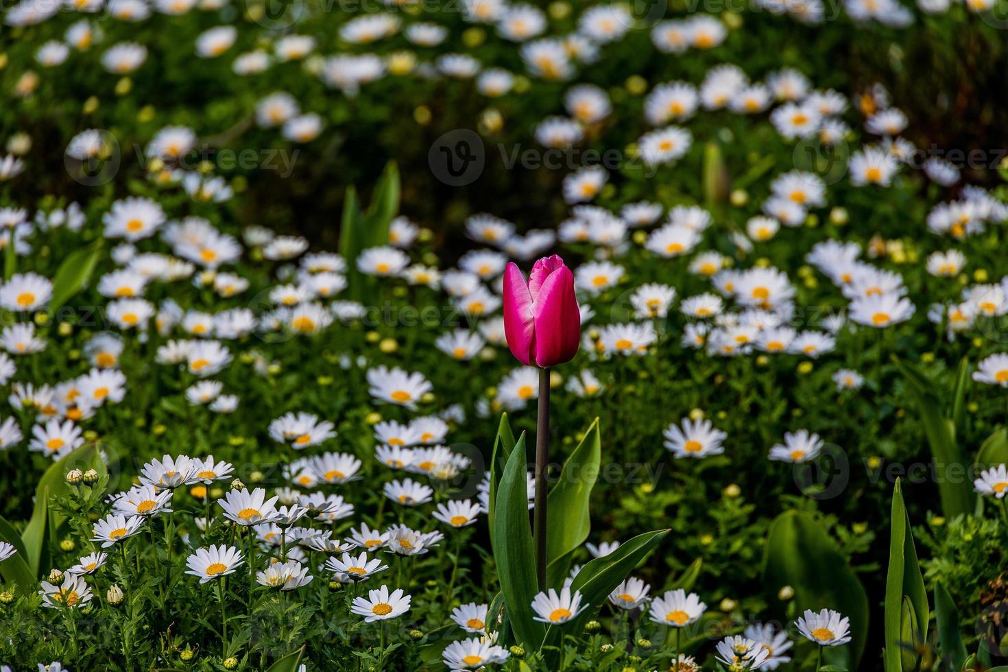 tulip on a background of white daisies in a park garden on a spring day photo