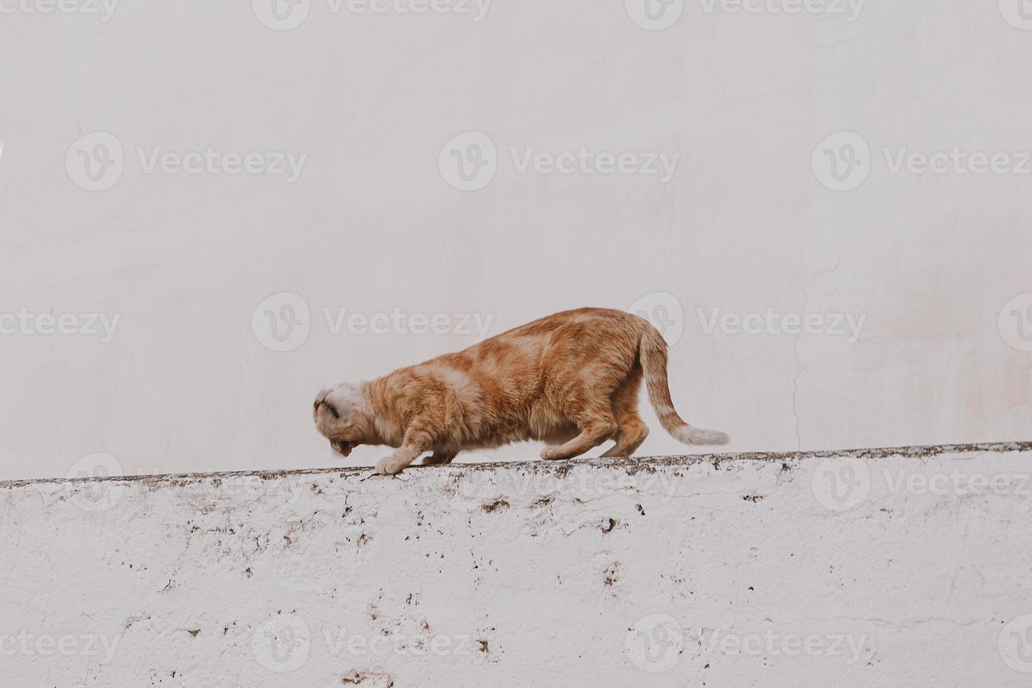 adult cat on a light background of a brick house outside photo