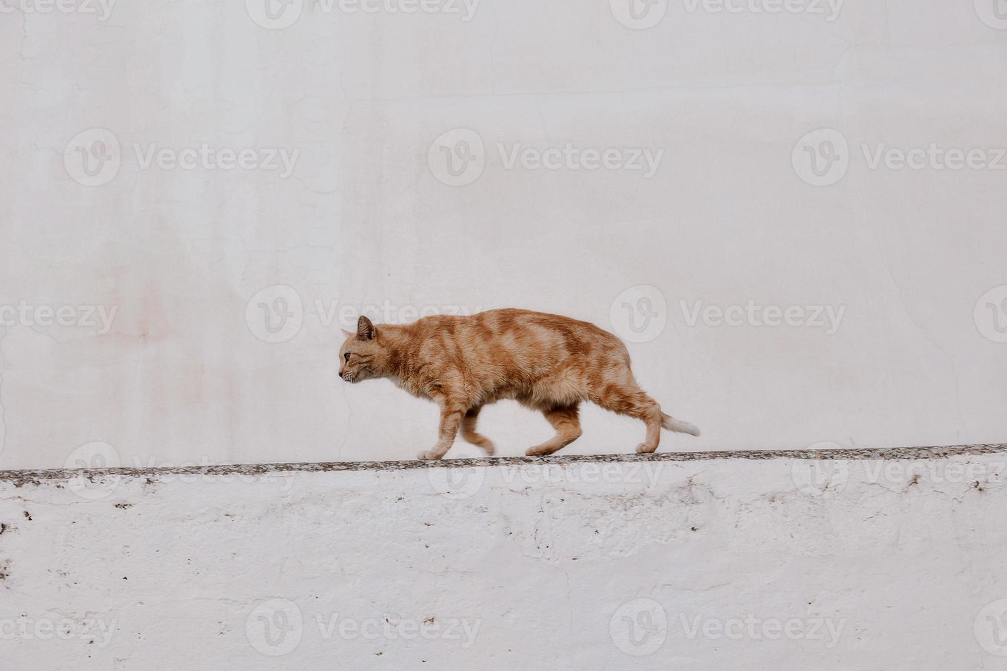 adulto gato en un ligero antecedentes de un ladrillo casa fuera de foto