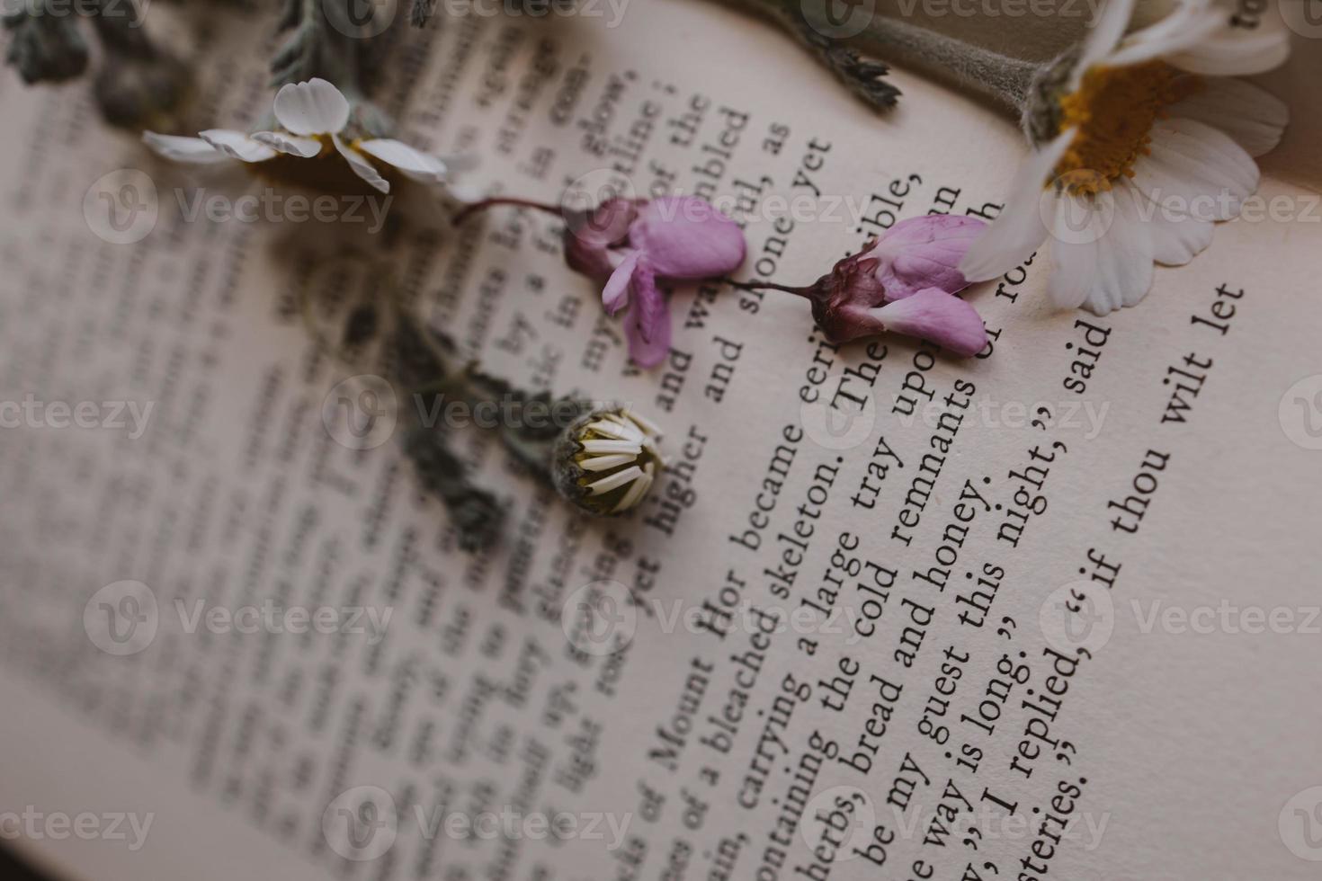 beautiful little spring flower daisy chamomile on the background of the old book photo