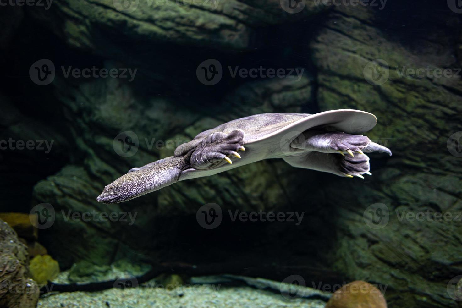 animal reptil Tortuga nadando en un zoo acuario en de cerca foto