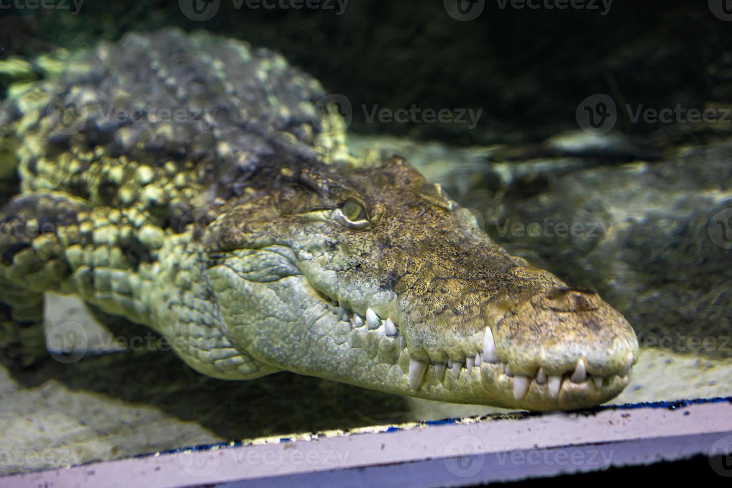 menacing large crocodile in a close-up of a zoo aquarium photo